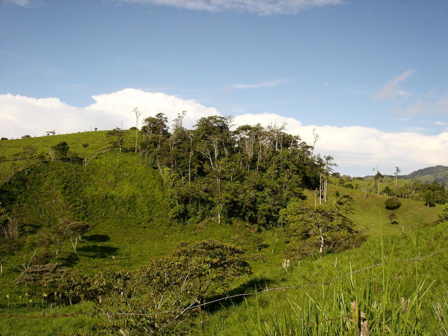 Forest Patch