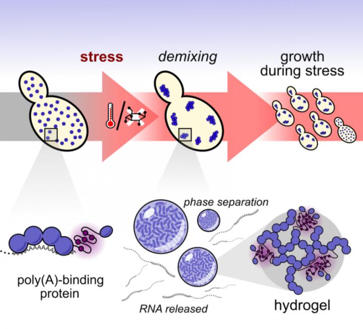 Hydrogel Formation During Phase Separation