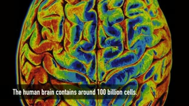 Salk Scientists Discover Link Between Astrocytes and Memory