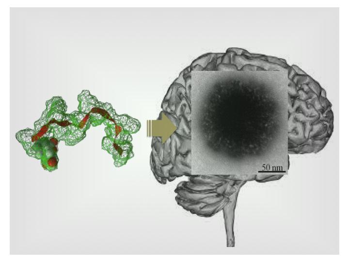 Targeting the Brain