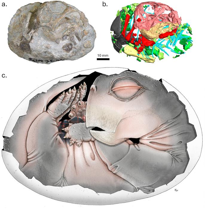 Specimen NMQR 3636 in left lateral view.