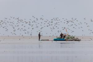 Farmers and shorebirds coexist peacefully on the same mudflat.