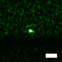 Experimental Result of the Deep-Tissue Optical Focusing Technique