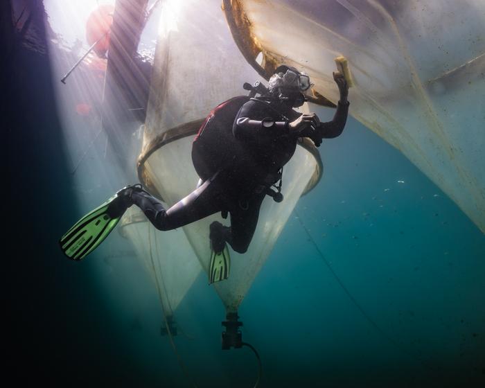Diver Isabell Hentschel is cleaning the outside of the mesocosms to prevent shadowing caused by biofouling.