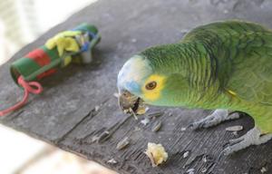 Blue-fronted Amazon parrot (pic1)