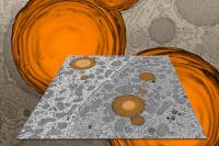 Zooniverse Fat Checker