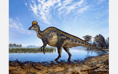 Key to Function of Dinosaur Crests Found in Brain Structure (1 of 2)