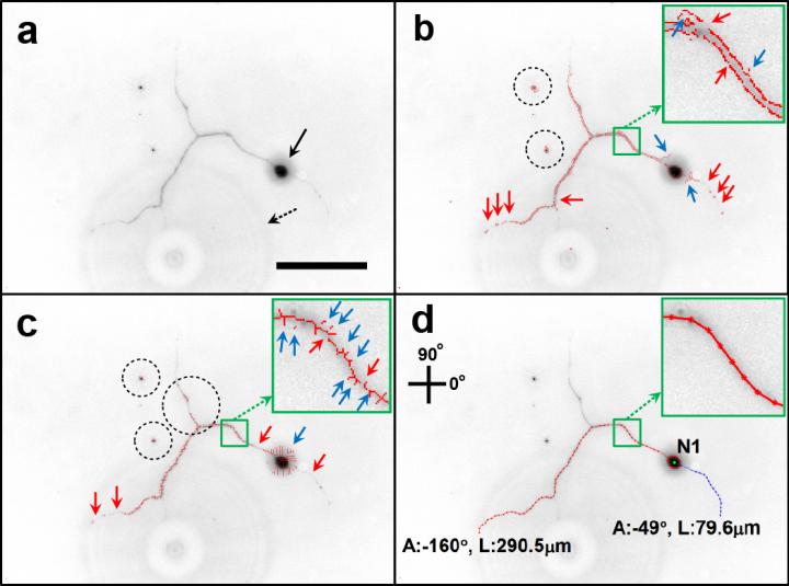 Neuron Image Analyzer