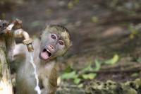 Young Baboon