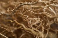 Plant Root Closeup