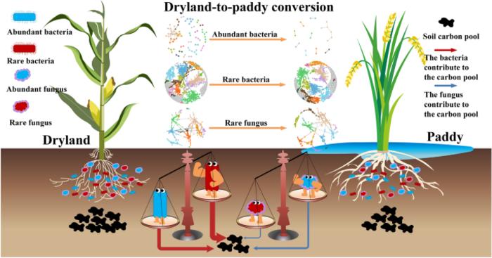 Changes in abundant and rare microbial taxa that dominated the formation of soil carbon pool during short-term dryland-to-paddy conversion