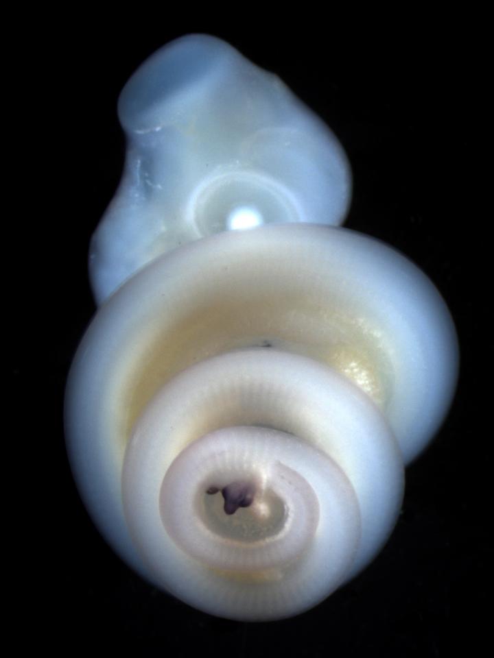 Corn Snake Embryo (1 of 2)