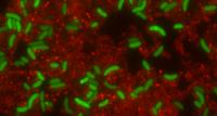 <em>Vibrio cholerae</em> Bacteria