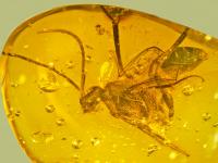 Ensign wasp 2