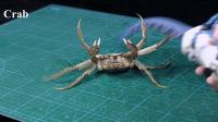 Crab Grab Gif