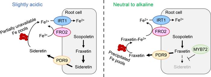Iron uptake