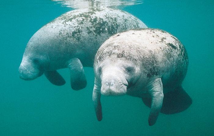Florida Manatees