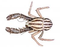 Finding the ASX200 for Marine Ecosystems (3 of 3)