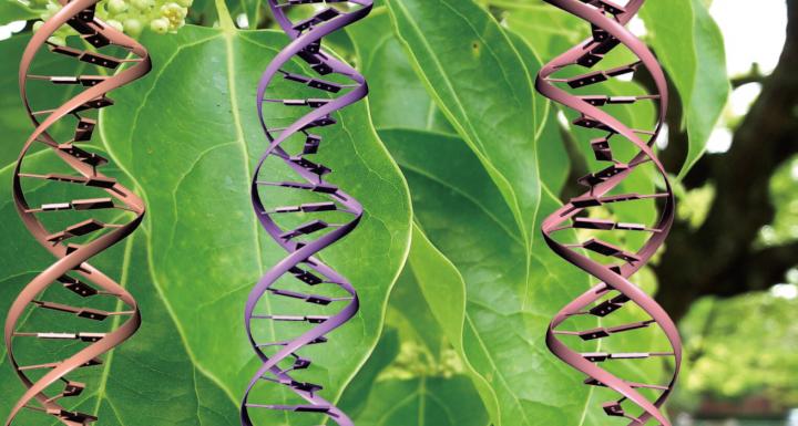 Understanding Chloroplast Genetics