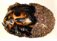 <em>Diamphidia</em>