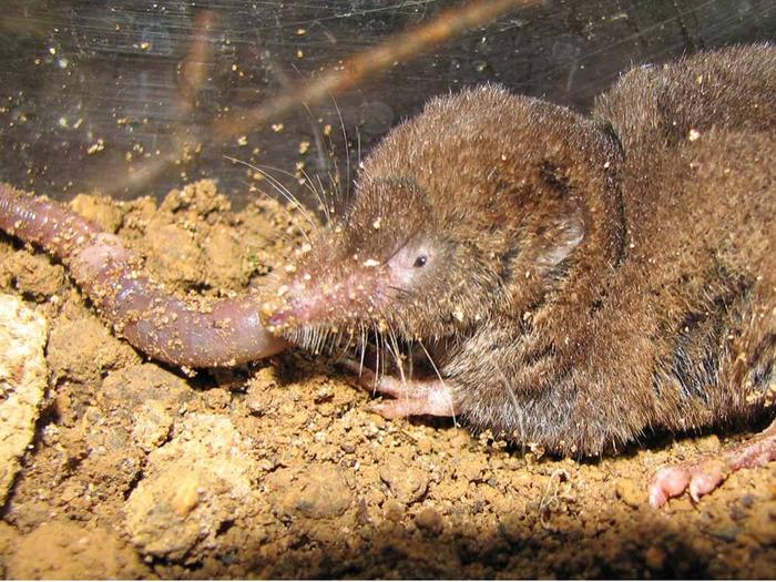 Sorex unguiculatus