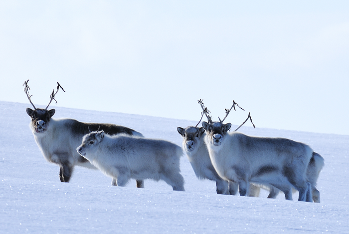 Svalbard reindeer