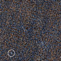 'Flipbook' Observations of Ring-Bearing White Dwarf (Animated GIF)