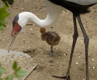 Wattled Crane Chick 2 (of 2)