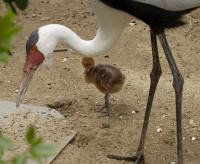 Wattled Crane Chick 2 (of 2)