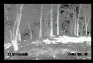 Seeing the Forest or the Trees