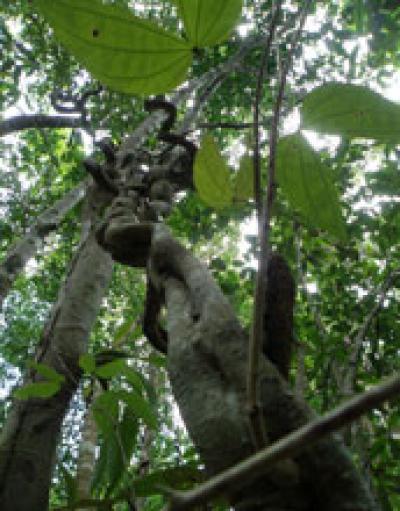 Bauhinia in the Forest