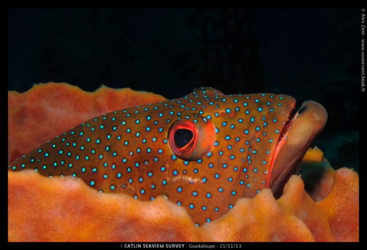 Coral Cod