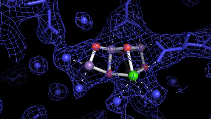 Watching How Plants Make Oxygen