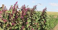 Purple Quinoa