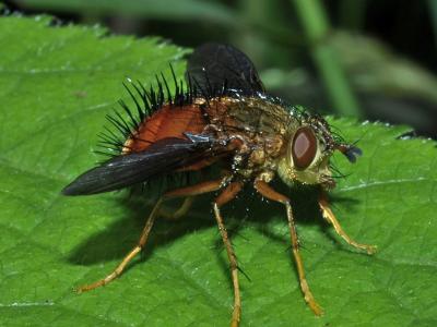 Costa Rica Fly