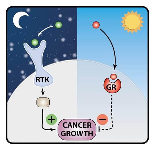 Cancer Growth