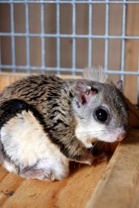 Flying Squirrel