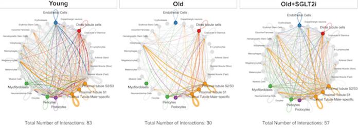 Sodium-glucose linked transporter 2 (SGLT2) inhibition restores age-related loss of cell-cell communication in the aging killifish kidney
