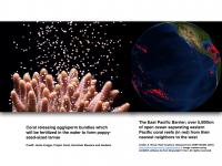 Coral Larvae Transport