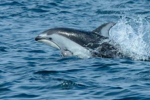 A Pacific white-sided dolphin.