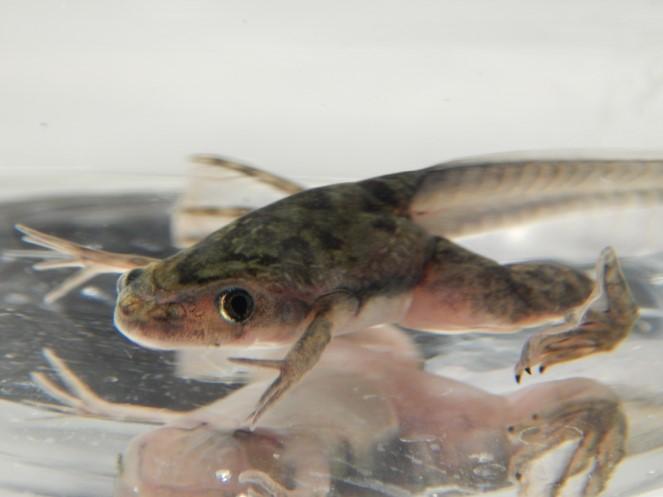 Tadpole 2