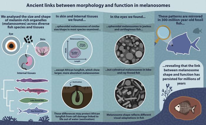 Graphical Abstract
