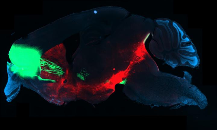 Section of a Mouse Brain
