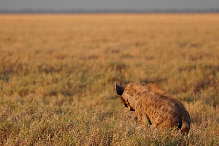 Hyenas in the wild