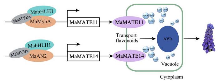 Suggested model of MaMATE11 and MaMATE14 mediate flavonoid transport in grape hyacinth blue-colored flower.