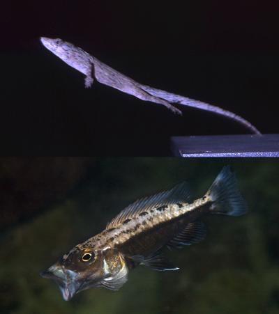 Animal Performance