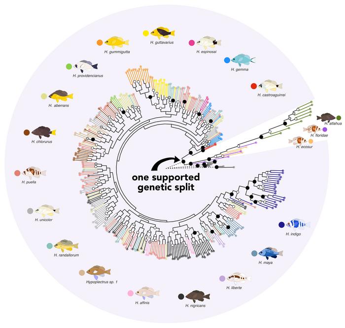 Phylogeny and nucleotide diversity of the hamlet radiation.