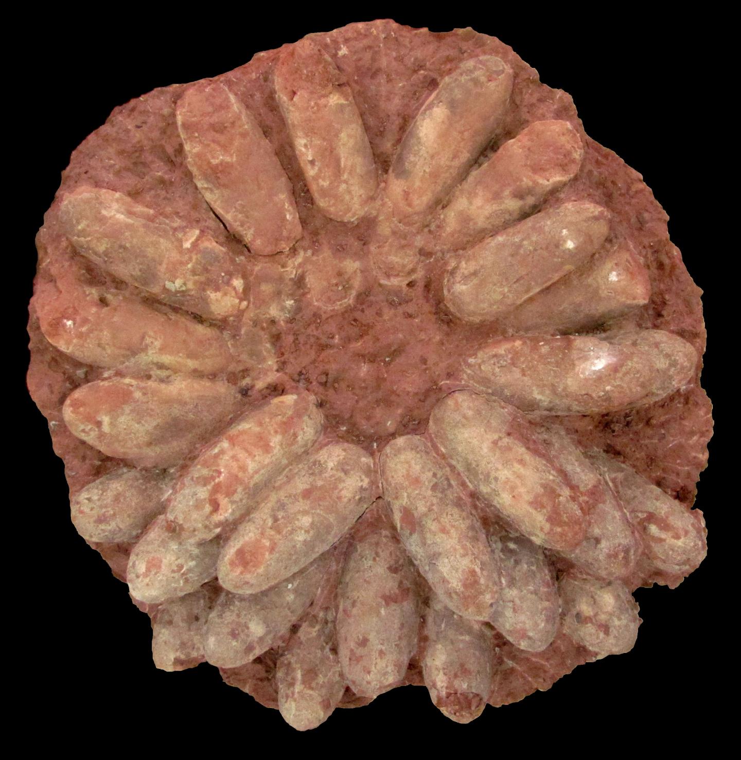 Dinosaur Nest
