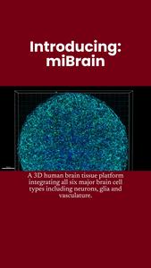 miBrain at MIT