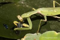 The Mantis Eating a Guppy